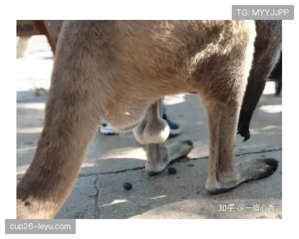 西布朗袋鼠持续提升跳跃能力,成为足球场上的备受关注新宠 西布朗袋鼠持续提升跳跃能力,成为足球场上的备受关注新宠